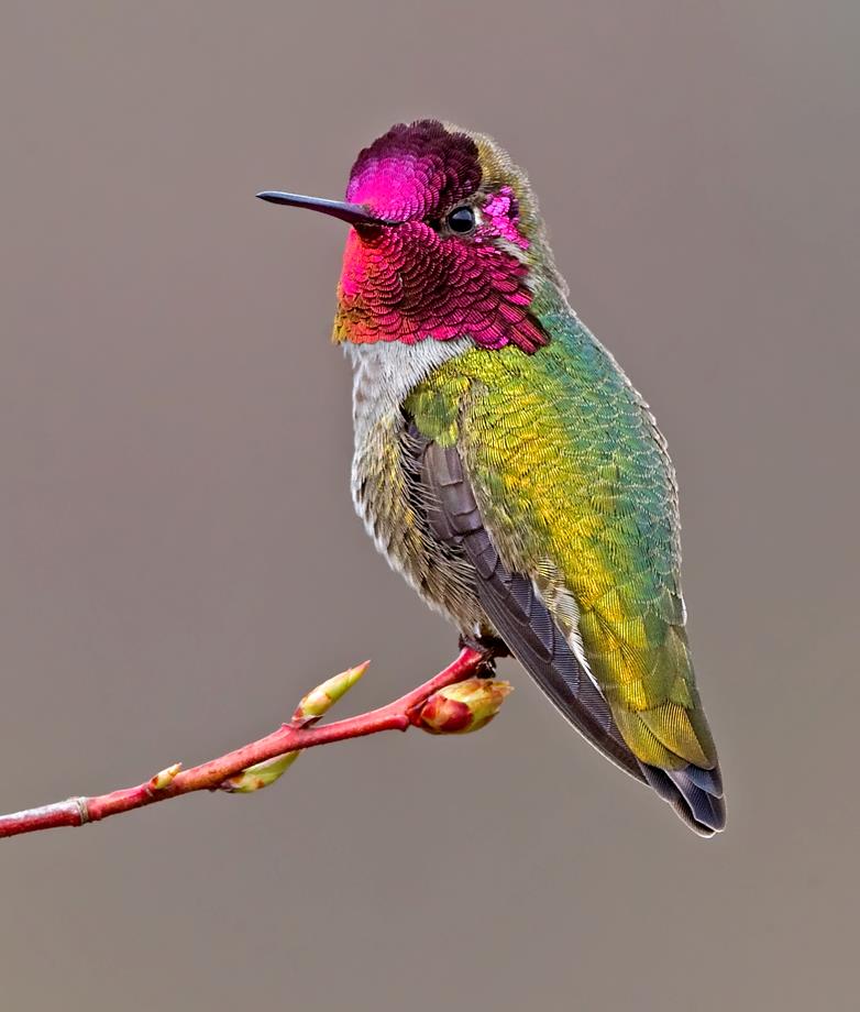 Pretty Anna’s hummingbird