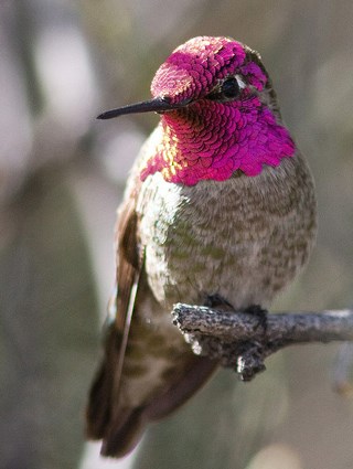 Pretty Anna’s hummingbird