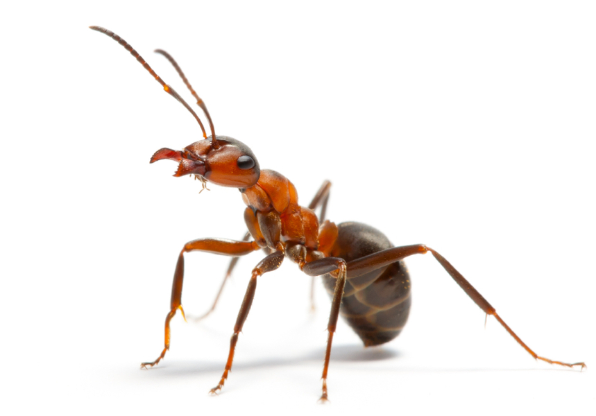 Nice Ant