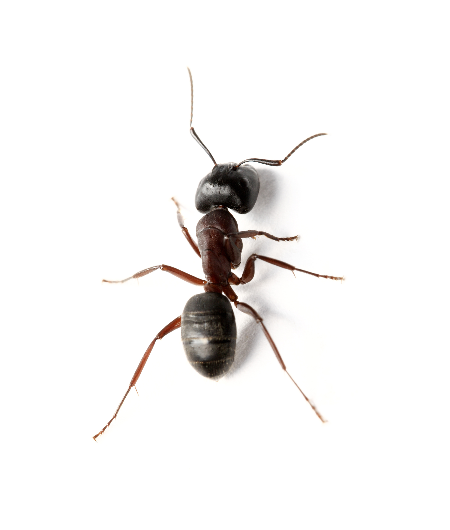Pretty Ant
