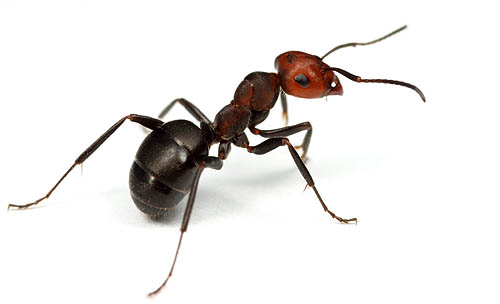 Wallpaper Ant