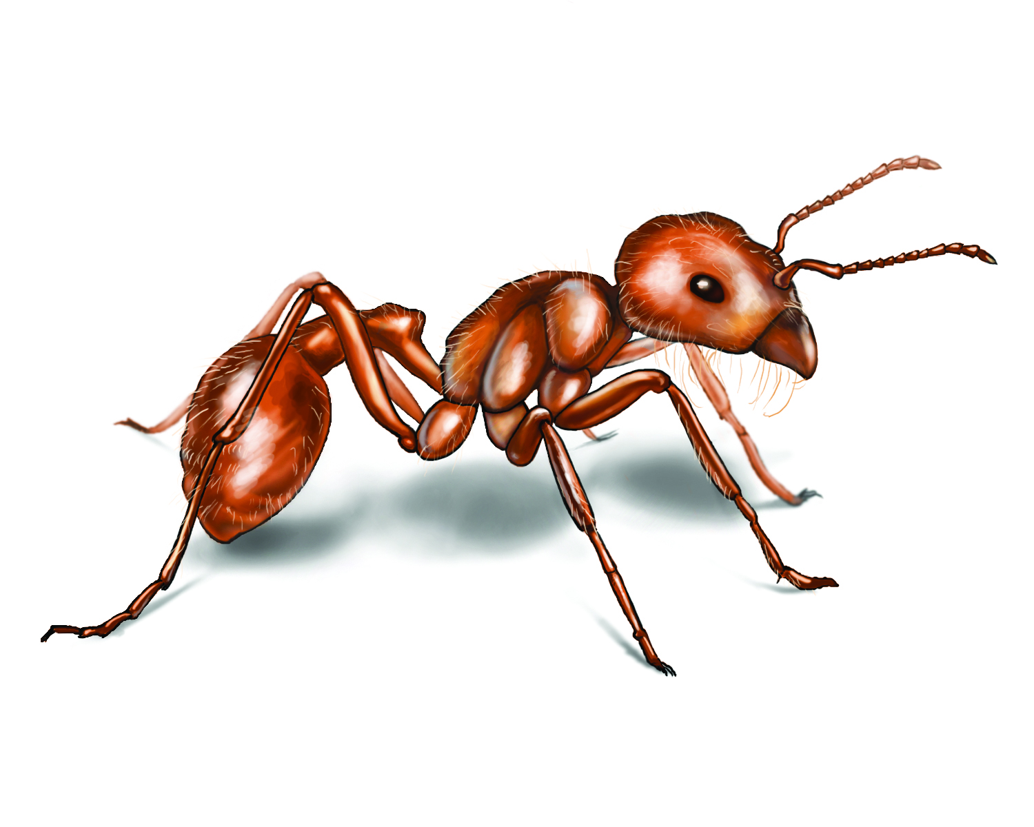 Photo Ant