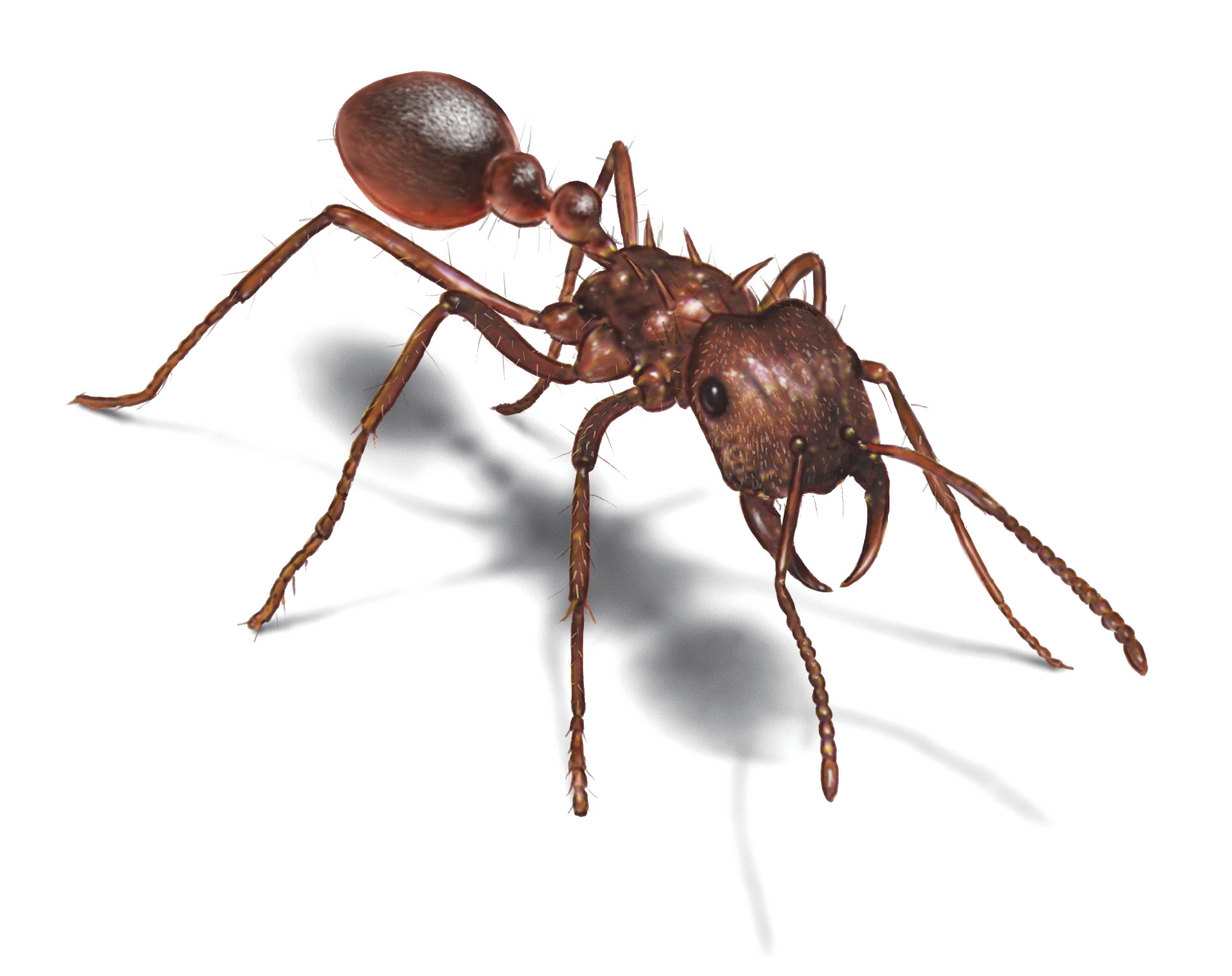Ant photo 