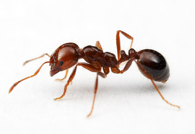 Ant wallpaper