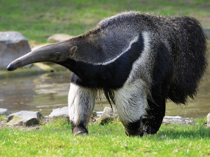Pretty Anteaters, armadillos, sloths