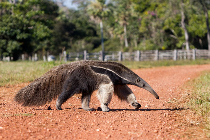 Wallpaper Anteaters, armadillos, sloths