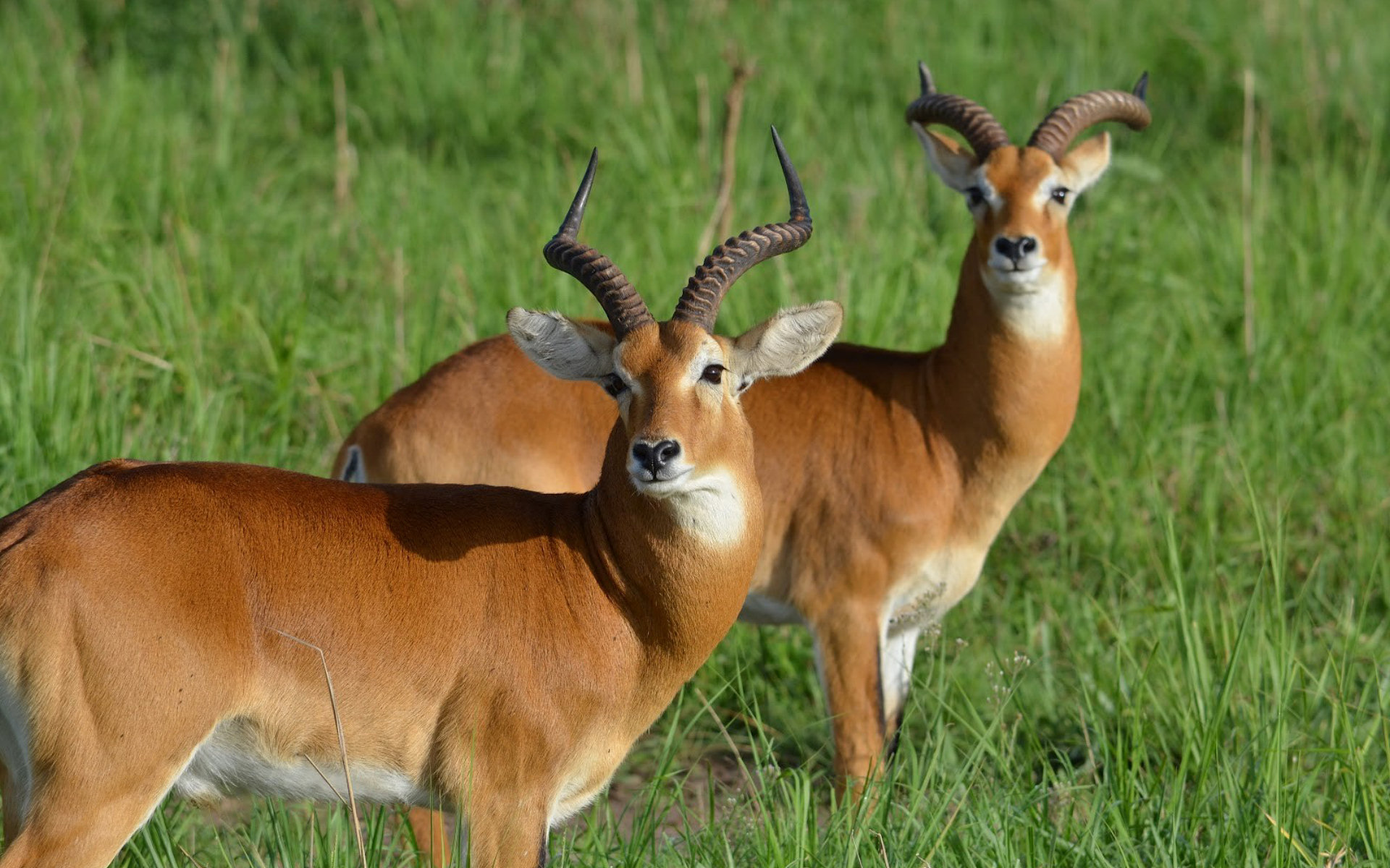 Cute Antelope