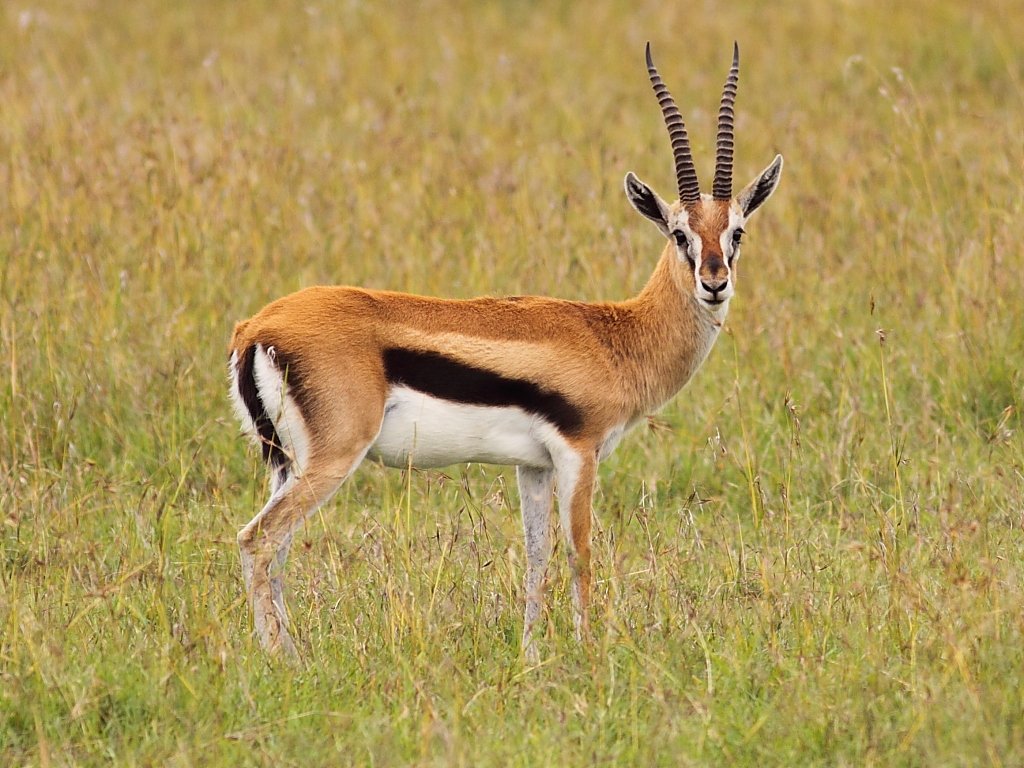 Wallpaper Antelope
