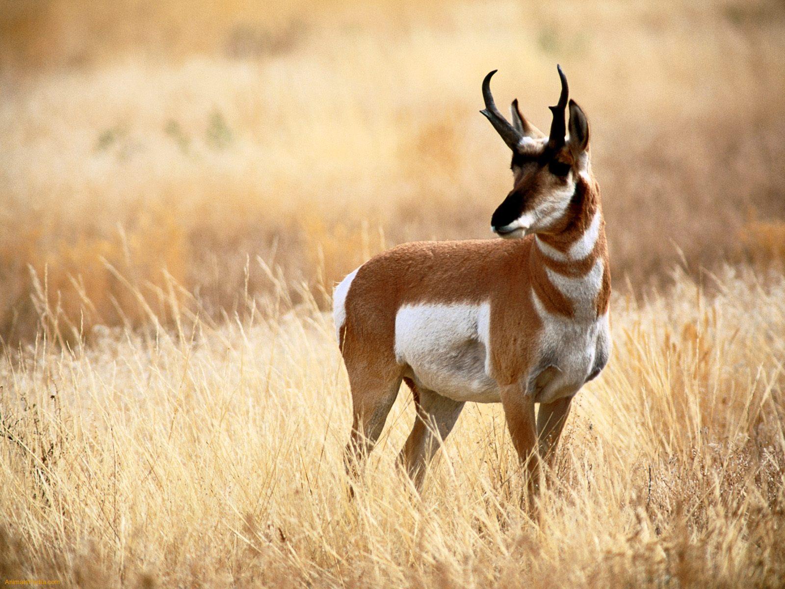 Photo Antelope
