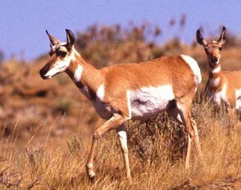 Antelope photo 
