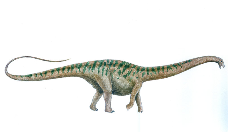 Apatosaurus wallpaper