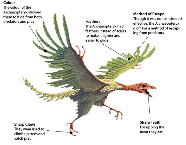Pretty Archaeopteryx