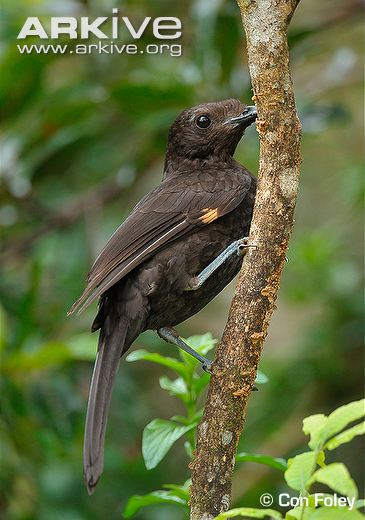Pretty Archbold’s bowerbird