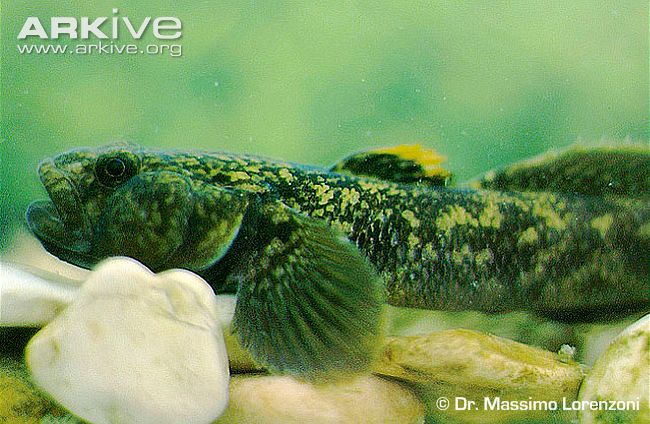 Arno goby