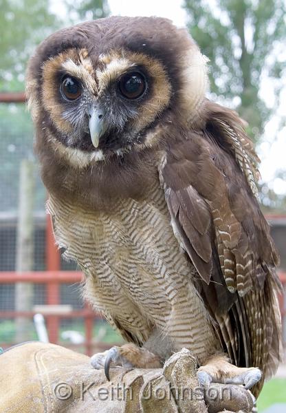 Pretty Asian brown wood-owl