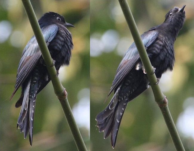 Pretty Asian drongo-cuckoo