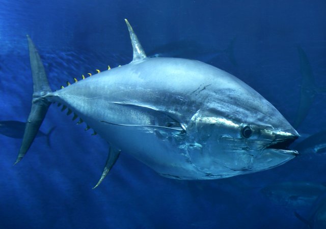 Pretty Atlantic bluefin tuna