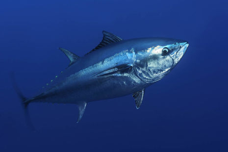 Pretty Atlantic bluefin tuna