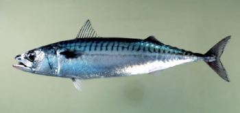 Pretty Atlantic mackerel