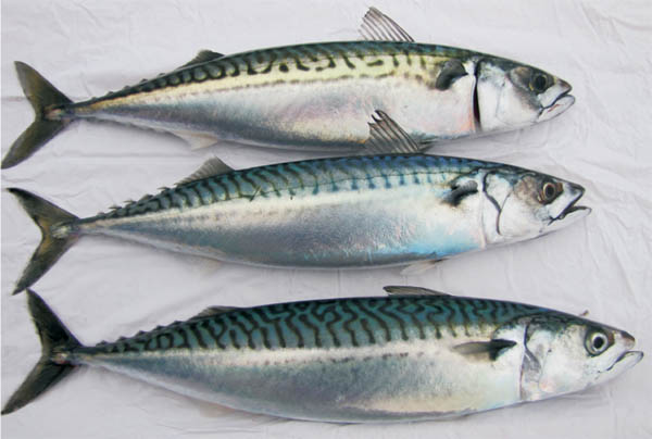 Pretty Atlantic mackerel