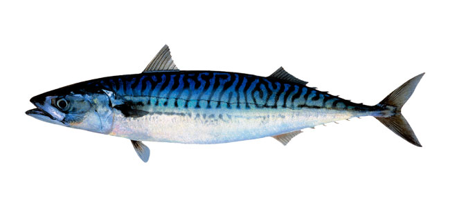Pretty Atlantic mackerel