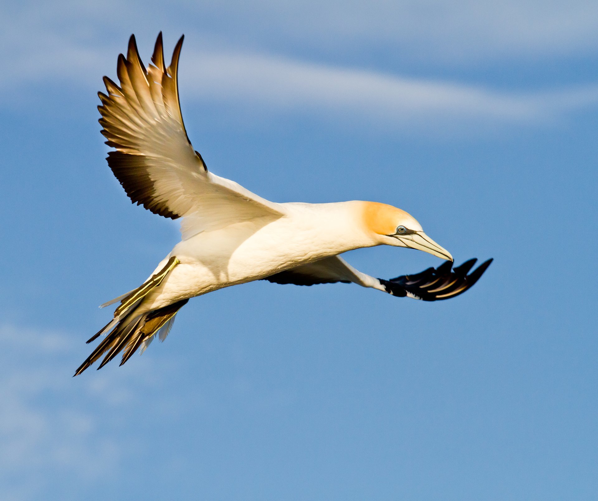 Pretty Australasian gannet
