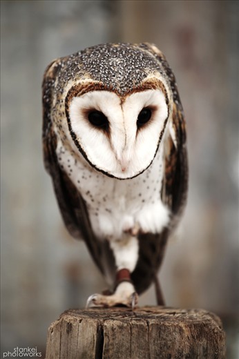 Pretty Australian masked owl