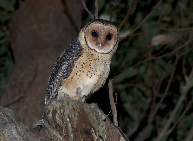 Pretty Australian masked owl