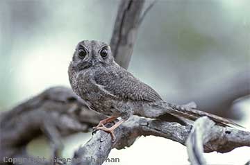 Australian owlet-nightjar