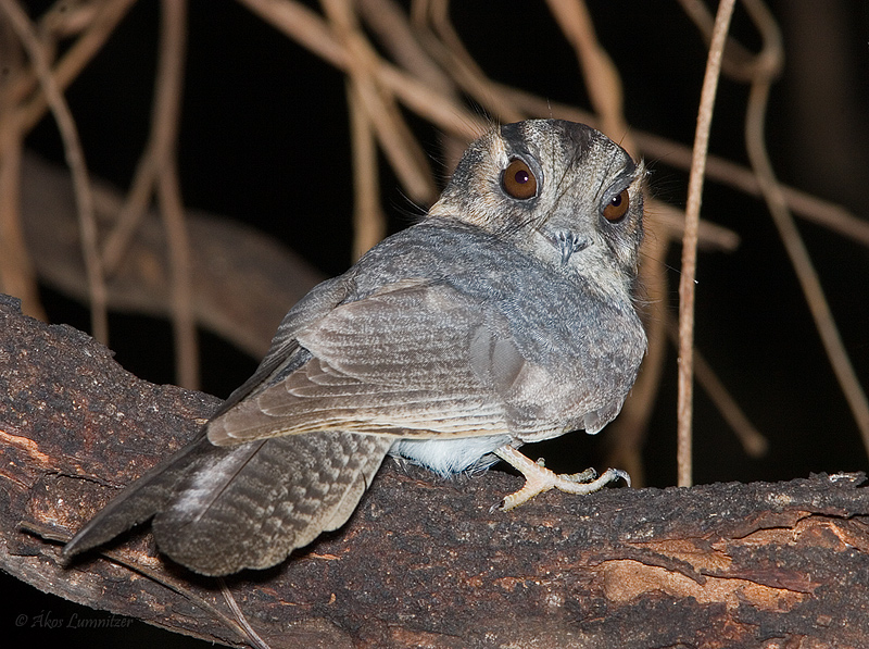 Pretty Australian owlet-nightjar