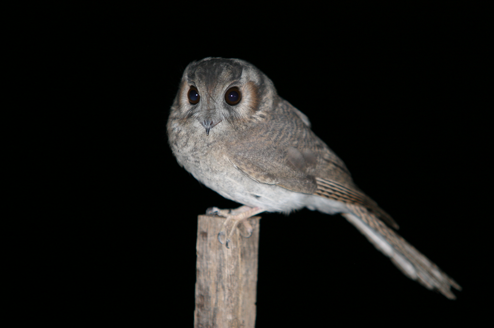 Pretty Australian owlet-nightjar