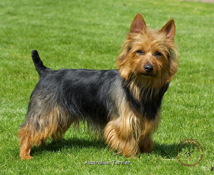 Australian Terrier - Dog Breed