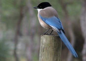 Pretty Azure-winged magpie