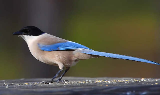 Pretty Azure-winged magpie