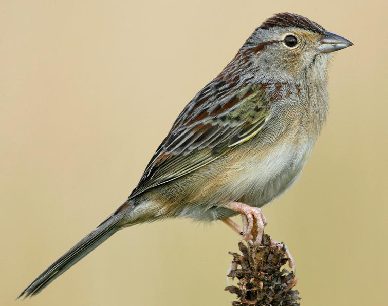 Pretty Bachman’s sparrow