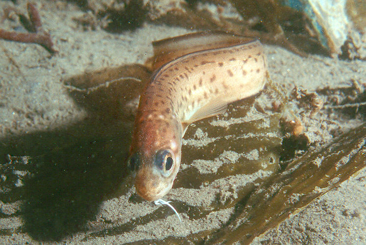 Band cusk-eel