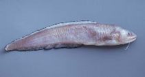 Pretty Band cusk-eel