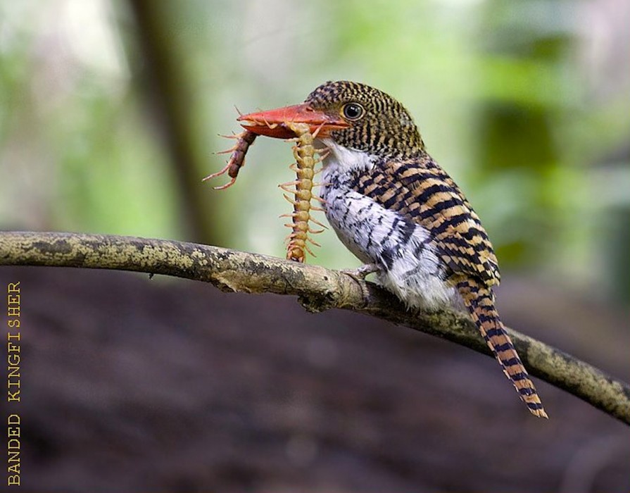 Pretty Banded kingfisher