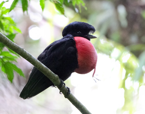 Pretty Bare-necked umbrellabird