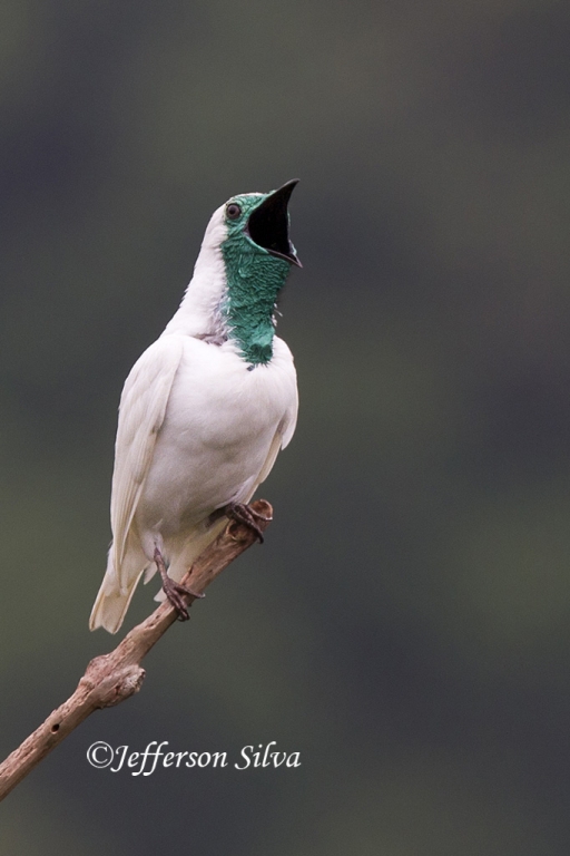 Pretty Bare-throated bellbird