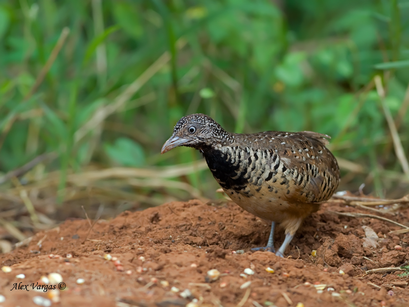 Barred buttonquail