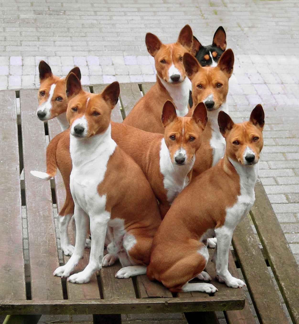 Pretty Basenji - Dog Breed