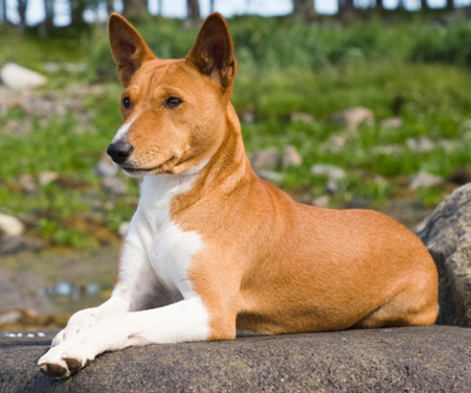 Wallpaper Basenji - Dog Breed