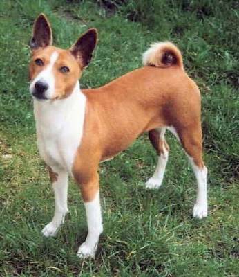 Basenji - Dog Breed photo 