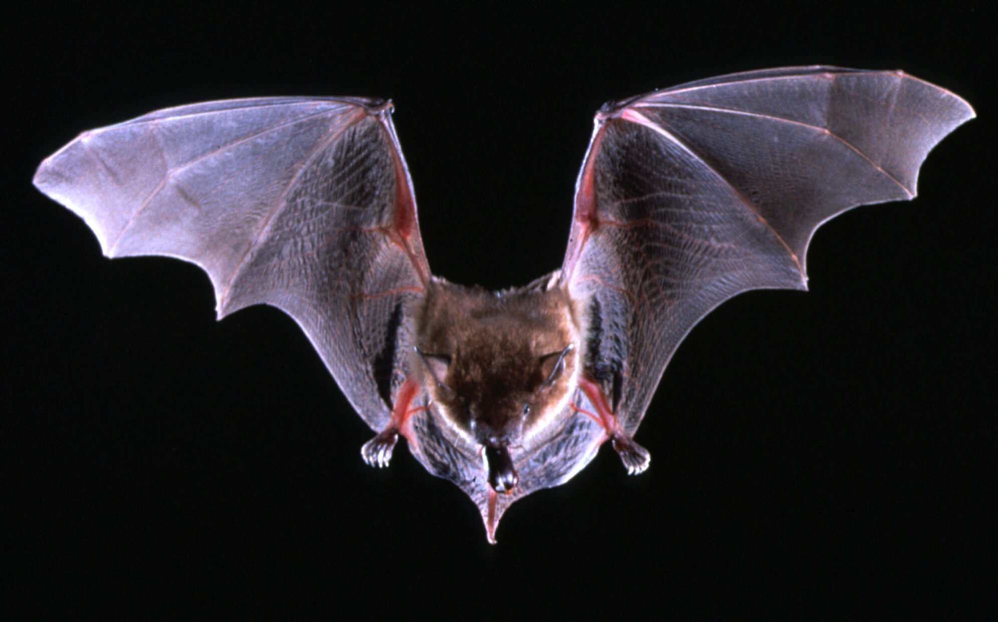 Bat photo 