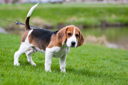 Nice Beagle - Dog Breed