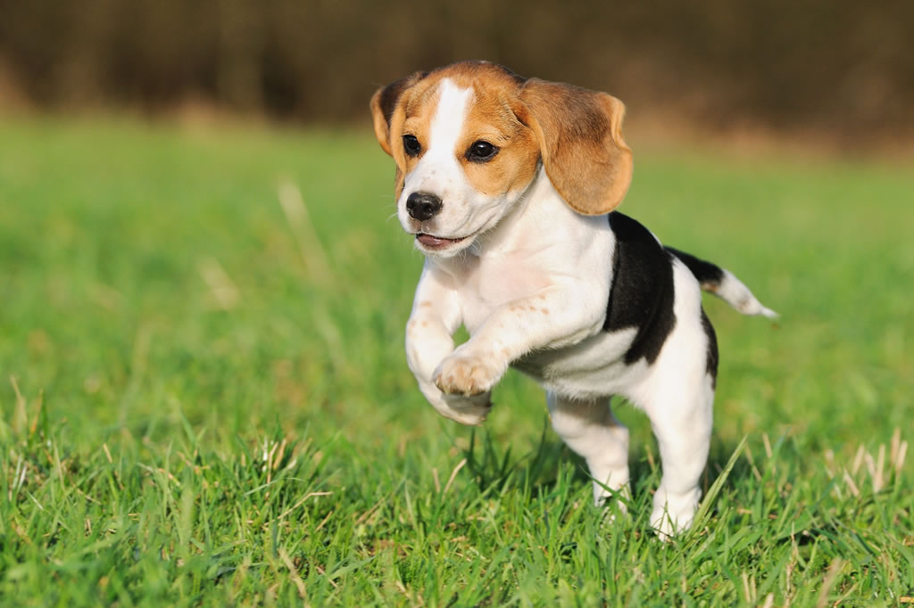 Pretty Beagle - Dog Breed