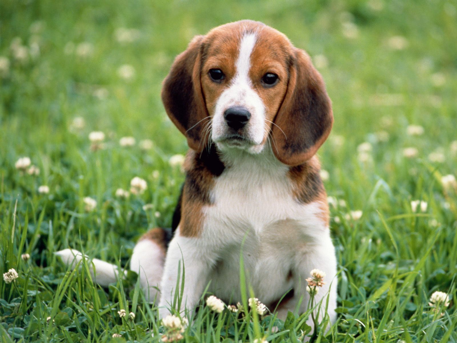 Cute Beagle - Dog Breed