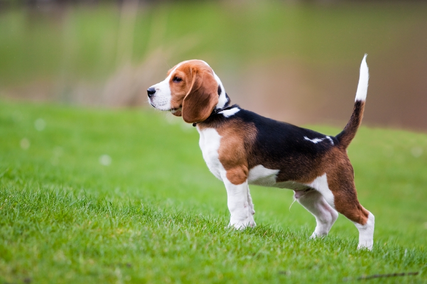 Wallpaper Beagle - Dog Breed
