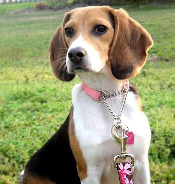 Beagle - Dog Breed photo 
